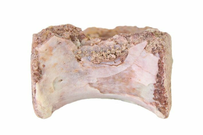 Triassic Fossil Avemetatarsalian (Dromomeron) Vertebra - Texas #322734